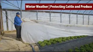 Winter Weather | Protecting Cattle and Produce