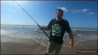 I caught this surf fishing using fishbites