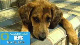 CCN &ndash; Shedding Light On Pet Custody; Shared-Parenting Legislation | Cordell and Cordell