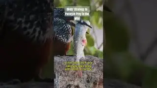 Birds Strategy to Paralyze Prey in the Wild #PredatorBirds #HuntingAnimals #HuntingTechniques #Birds
