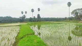 #പ്രകൃതിരമണീയം #കൊല്ലങ്കോട് #പാലക്കാട് #Kollankode #Palakkad
