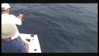 Panama Big Game Fishing Club fishing for Yellowfin Tuna