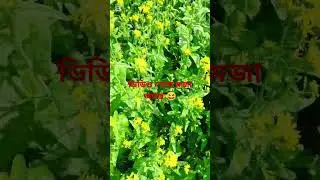 Daily Funny vlog #tiktok #funny