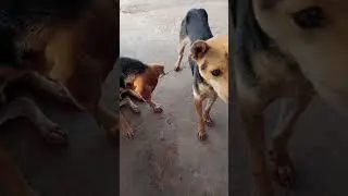 two strongs #dog #nature #happy #food #eating #noodles #cooking #strong