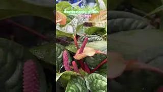Blooming Anthurium Radicans x Luxurians #shorts #plants