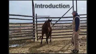 Calypso Part 1 | Horse Training | Hashknife Horses