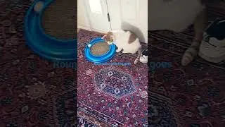 #my #extreme #sports #cat #cute