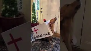 I am hear to help- Ambulance #shorts #shortvideo #dog #ambulance #funnyshorts