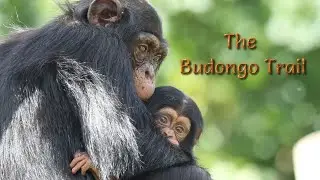 Tour of the Budongo Trail at Edinburgh Zoo