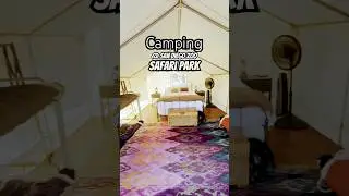 This SAFARI PARK Lets You CAMP with Animals! - &ldquo;Roar & Snore&rdquo;