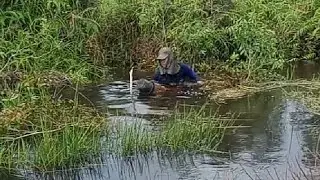 Jekpot lele lembat hasil bubu bambu