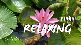 Relaxing Music with Calm Nature View | តន្ត្រីសម្រាកអារម្មណ៍ជាមួយទេសភាពស្ងប់ស្ងាត់
