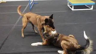 BELGIAN MALINOIS AND BORDER COLLIE AT PLAY