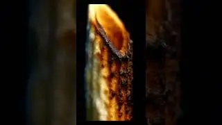 Pasta Melts Macro Object ASMR! Satisfying Video! #macro #object