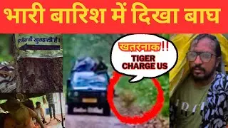 भारी बारिश में दिखा बाघ ‼️Tiger Attack or Charge | Surai Zone | Pilibhit Tiger