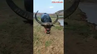 Huge Horns Bull 🐂 #bulls #animals #trending