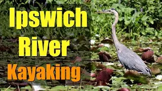 Wildlife Paddle on the Ipswich River to Mills Dam!