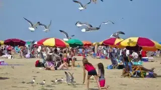 Share The Beach: Shore Nesting Birds in Florida