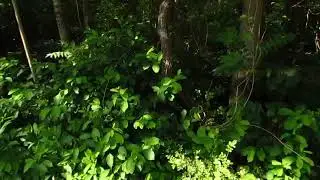 ailanthus allelopathy