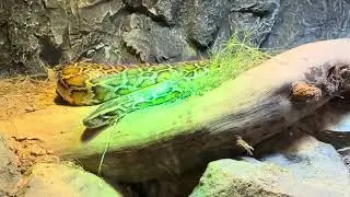 Dubai safari park adventure 🦧