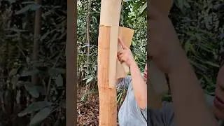 Harvesting Cinnamon Bark in the Deep Mountains.