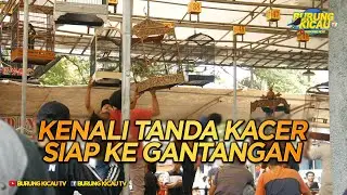 KENALI TANDA KACER SIAP KE GANTANGAN / LOMBA, apa saja ciri atau tandanya?
