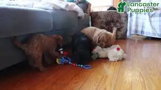 Playful Cavapoo Puppies