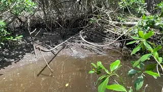 Los cocodrilos en la barra de Santiago el salvador