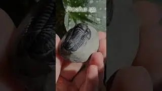 F&oacute;ssil de Trilobita - Proetus sp.