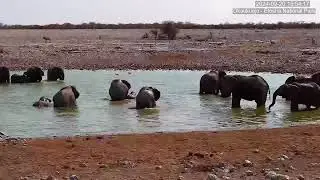 Pool Party at Okaukuejo! AFRISQUATCH REFLECTIONS!