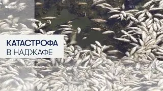 Массовая гибель рыбы в иракском Наджафе