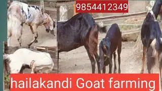 Karoli Kota sagol hailakandi farming tips