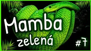 TIE HADY: Mamba Zelen&aacute;
