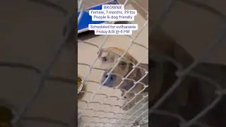 🆘 EUTH LIST &bull; DIES FRIDAY @ 4PM ❌ Share to save her Six months old
