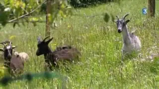 Eco-p&acirc;turage  des moutons et des ch&egrave;vres au parc Cure d'Air de Nancy
