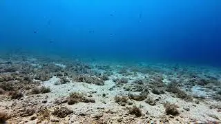 Dive With Me &ndash; A Sunken Bicycle Surrounded by Sea Bream and Damselfish 🚲🐟