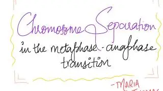The Tragic Tale of Chromosome Separation during Anaphase