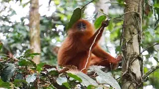 Red Leaf Monkey (Presbytis rubicunda)