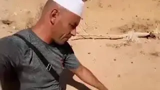 الرملية ذات القرنين والمعروفة في كامل صحراء الجزائر من صحاري غرداية