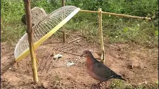 Awesome Quick Bird Trap Using Old Fans Guard - How To Make A Bird Trap With Old Fans That Work 100%