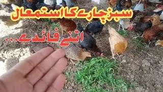 Sabaz chara k istmal poultry farming