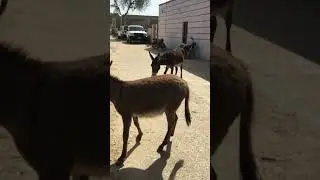 #animals #traverseedudesert #goat #desertadventures #camel #desert #donkey #sahara #saharadesert #b