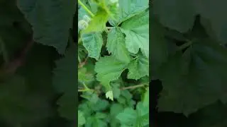 Marion Berries blooms! From my garden to yours. #filipinovlogger #gardening #garden #flowers #nature