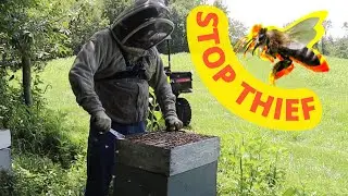Robbing honey form the bees