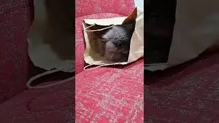 Cat in a bag #catsshorts #shorts #cats #cute #cutecat #pets #cutepets #paws #studywithmeandmycat