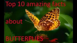 TOP 10 Facts about BUTTERFLIES by ParentingDad