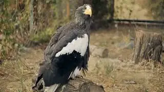 चील की तरह सोचो / eagle mindset / B3 fadu