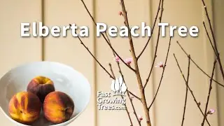Elberta Peach Tree | Fast Growing Trees