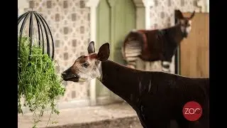 World Okapi Day
