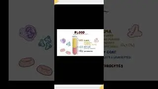 Blood #education